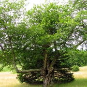 IMG6696.jpg