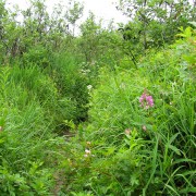 IMG6890.jpg