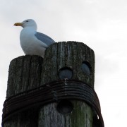 IMG6921.jpg