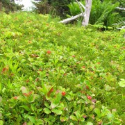 IMG6945.jpg