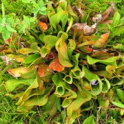 IMG6953.jpg