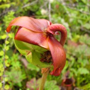 IMG6961.jpg