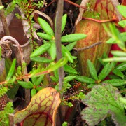 IMG6970.jpg