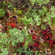 IMG6971.jpg