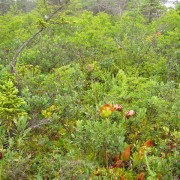 IMG6974.jpg