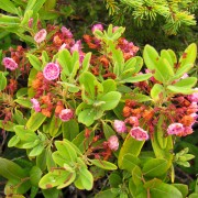IMG6980.jpg