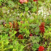 IMG6983.jpg