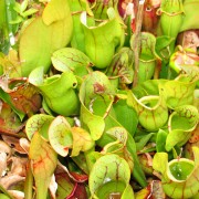 IMG6985.jpg