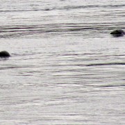 IMG7031.jpg