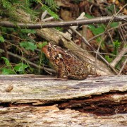 IMG7374.jpg