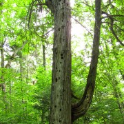 IMG7529.jpg