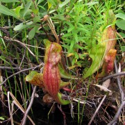 IMG7664.jpg