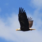 america-eagle.jpg