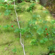 IMG7902.jpg