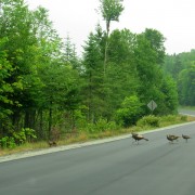 IMG7991.jpg