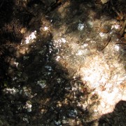 IMG8081.jpg