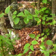 IMG8097.jpg