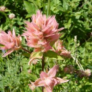 DSCN2373.jpg