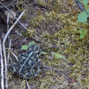 DSCN3176.jpg
