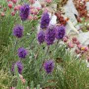 DSCN5501.jpg