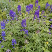 DSCN6066.jpg
