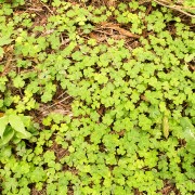 IMG0440.jpg