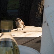 IMG0883.jpg
