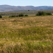 IMG0952.jpg