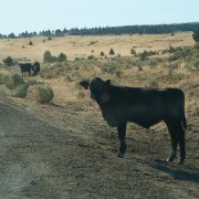 IMG1181.jpg