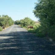 IMG1388.jpg
