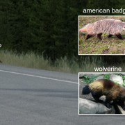 wolverine