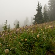 IMG2075.jpg