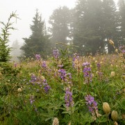 IMG2076.jpg