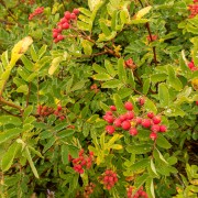 IMG2087.jpg
