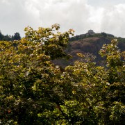 IMG2138.jpg