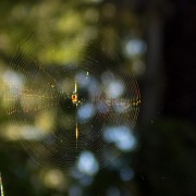 IMG2519.jpg