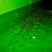 IMG 5880