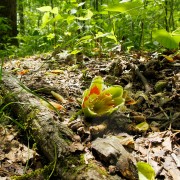 IMG_6394.jpg