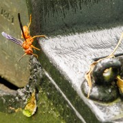 IMG_6496.jpg