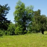 IMG 6782