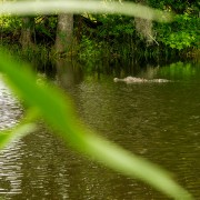 IMG 7081