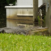 IMG 7097