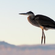 IMG 7420