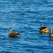 IMG 7826