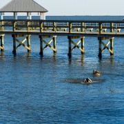 IMG 7832