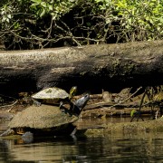 IMG 7895