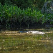 IMG 7919