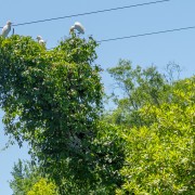 IMG 7998