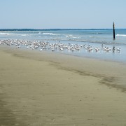 IMG 8296