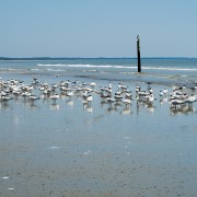 IMG 8299